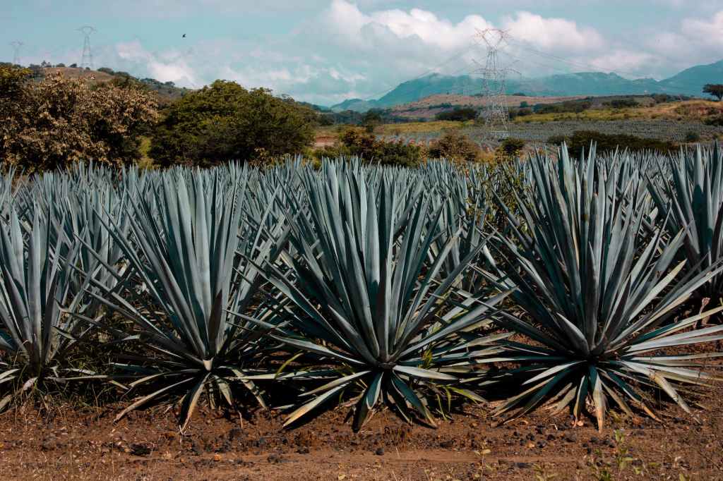 Tequila Versus Mezcal: What To&nbsp;Know