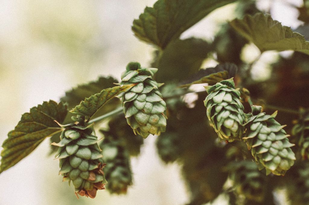 Most Popular Hops: What To&nbsp;Know