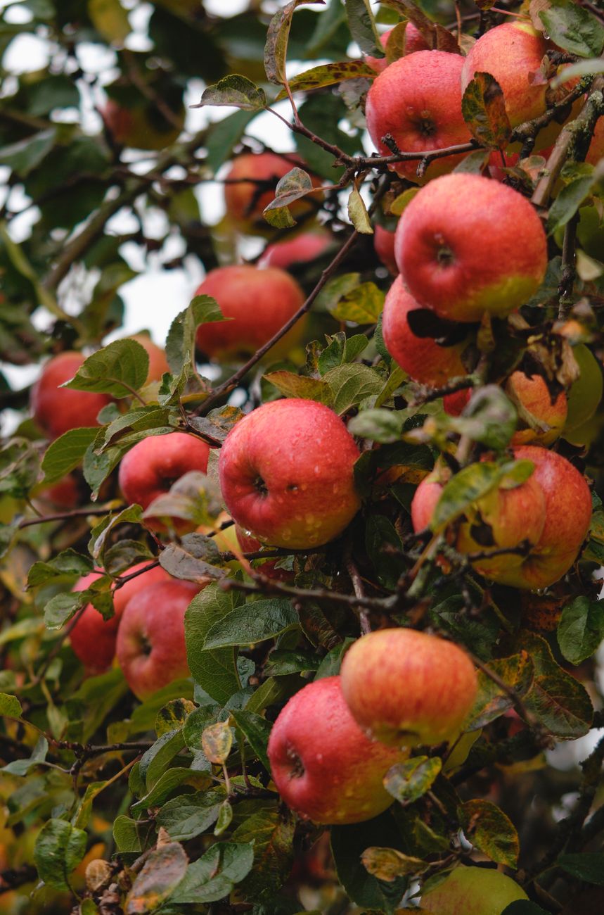 Irish Cider Brands: A Guide to Craft Cider in Ireland